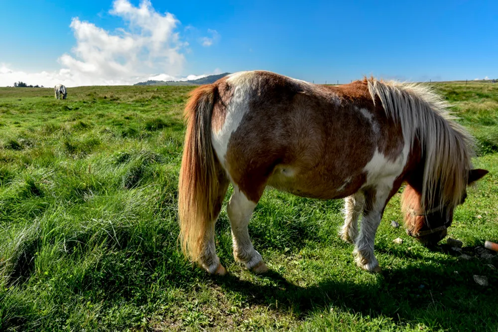 マザー牧場周辺の子連れにおすすめの宿泊施設12選！赤ちゃん連れ・子供連れでも安心して泊まれるホテルなどをご紹介！