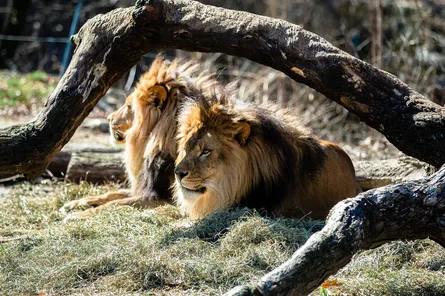 旭山動物園周辺の子連れ宿泊におすすめのホテル11選！キッズルームのあるお宿もご紹介！